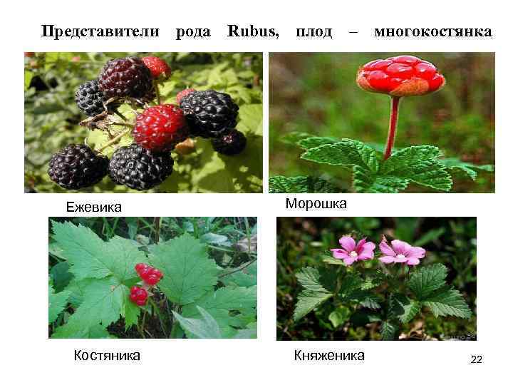 Представители рода Rubus, плод – многокостянка Ежевика Костяника Морошка Княженика 22 