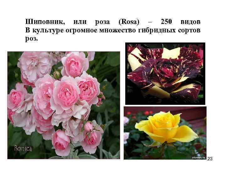 Шиповник, или роза (Rosa) – 250 видов В культуре огромное множество гибридных сортов роз.