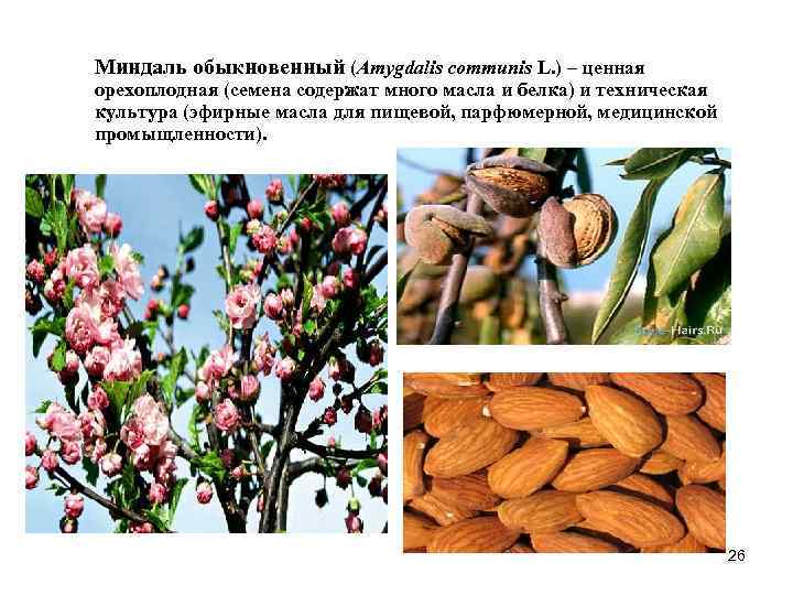 Миндаль обыкновенный (Amygdalis communis L. ) – ценная орехоплодная (семена содержат много масла и