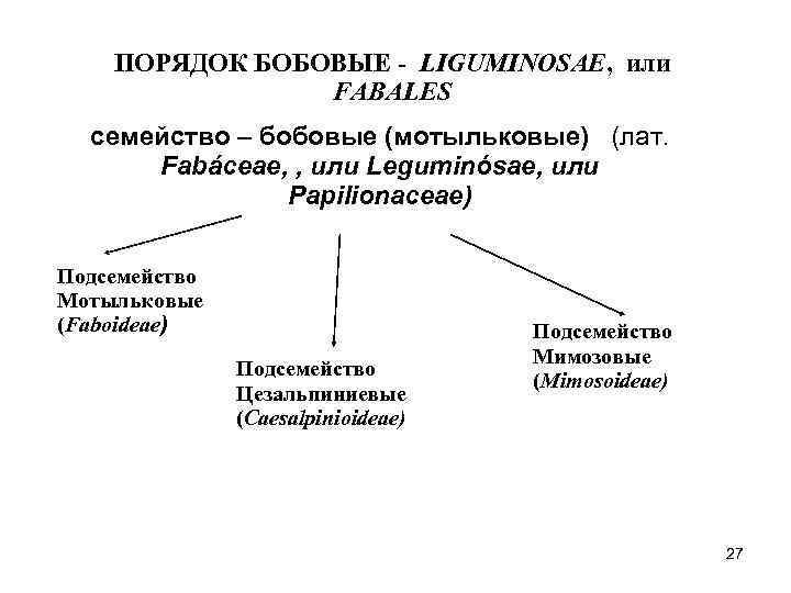 ПОРЯДОК БОБОВЫЕ - LIGUMINOSAE, или FABALES семейство – бобовые (мотыльковые) (лат. Fabáceae, , или