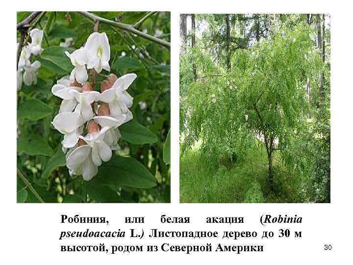 Робиния, или белая акация (Robinia pseudoacacia L. ) Листопадное дерево до 30 м высотой,