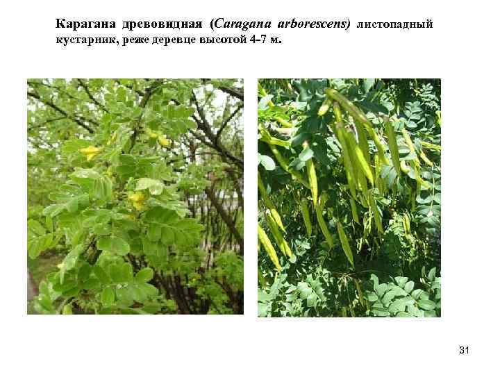 Карагана древовидная (Caragana arborescens) листопадный кустарник, реже деревце высотой 4 -7 м. 31 