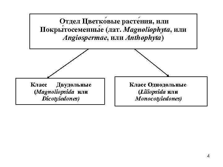 Отдел Цветко вые расте ния, или Покры тосеменны е (лат. Magnoliophyta, или Angiospermae, или