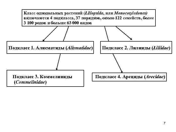 Класс однодольных растений (Liliopsida, или Monocotyledones) включаются 4 подкласса, 37 порядков, около 122 семейств,