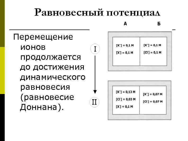 Равновесный потенциал Перемещение ионов продолжается до достижения динамического равновесия (равновесие Доннана). 