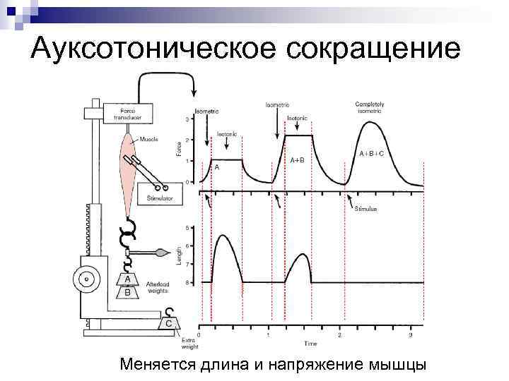 Датчики сокращения мышц