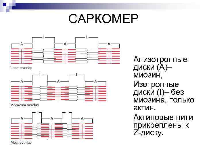 САРКОМЕР Анизотропные диски (А)– миозин, Изотропные диски (I)– без миозина, только актин. Актиновые нити