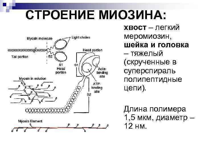 Активирующее свойства