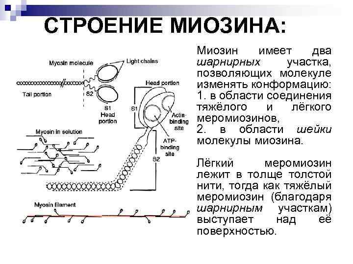 СТРОЕНИЕ МИОЗИНА: Миозин имеет два шарнирных участка, позволяющих молекуле изменять конформацию: 1. в области
