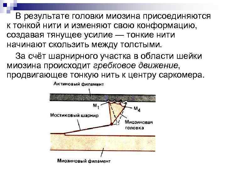 В результате головки миозина присоединяются к тонкой нити и изменяют свою конформацию, создавая тянущее