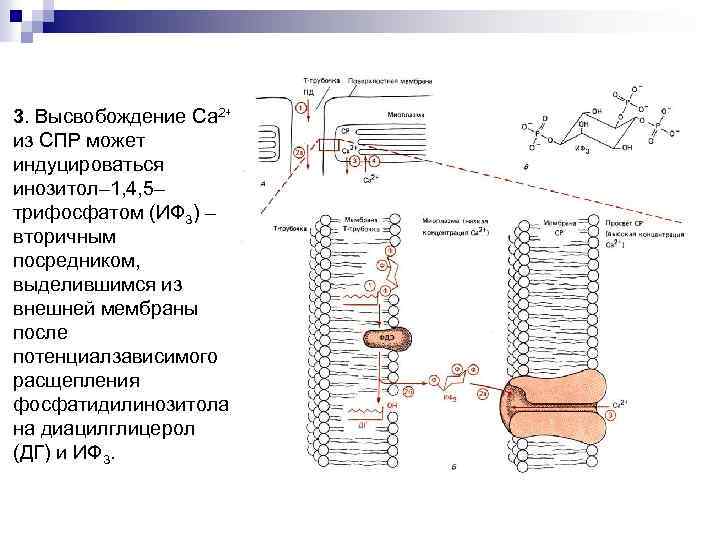3. Высвобождение Са 2+ из СПР может индуцироваться инозитол– 1, 4, 5– трифосфатом (ИФ