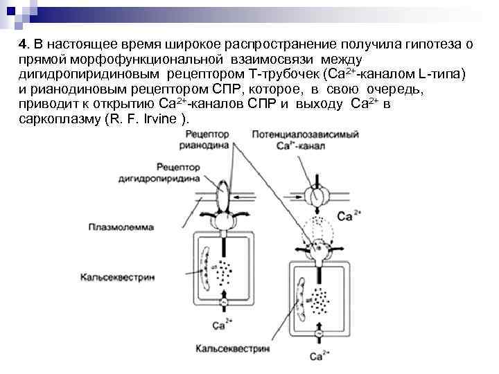 4. В настоящее время широкое распространение получила гипотеза о прямой морфофункциональной взаимосвязи между дигидропиридиновым