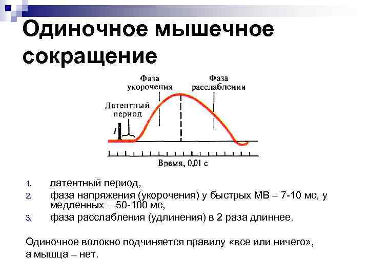 Одиночное мышечное сокращение 1. 2. 3. латентный период, фаза напряжения (укорочения) у быстрых МВ