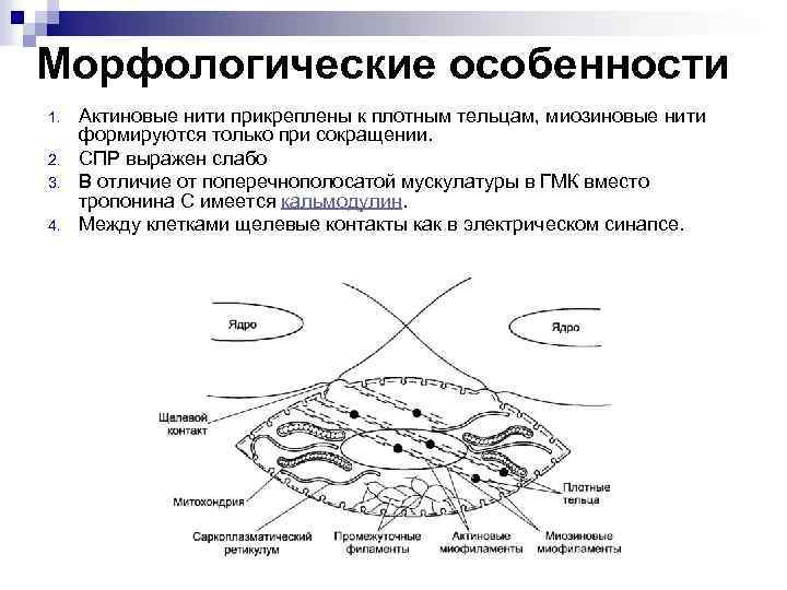 Морфологические особенности 1. 2. 3. 4. Актиновые нити прикреплены к плотным тельцам, миозиновые нити