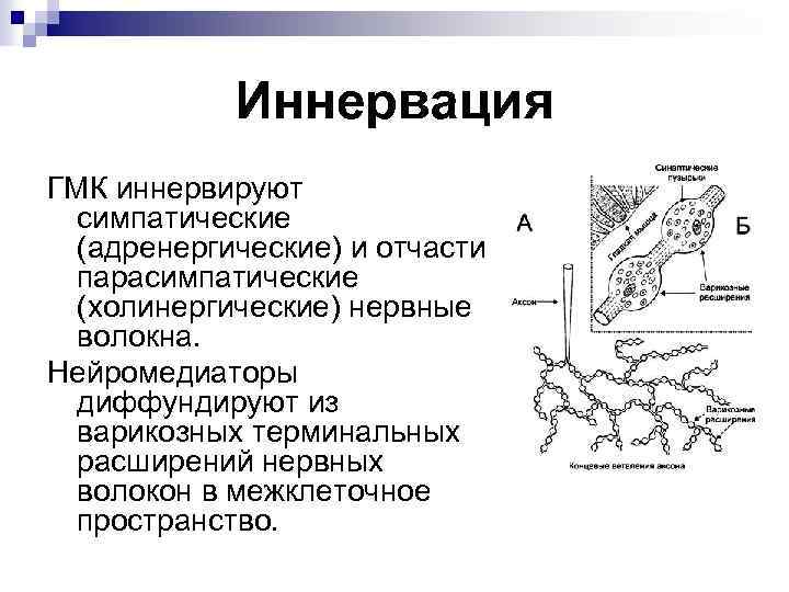 Иннервация ГМК иннервируют симпатические (адренергические) и отчасти парасимпатические (холинергические) нервные волокна. Нейромедиаторы диффундируют из