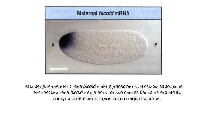 Распределение и. РНК гена bicoid в яйце дрозофилы. В самом зародыше экспрессии гена bicoid