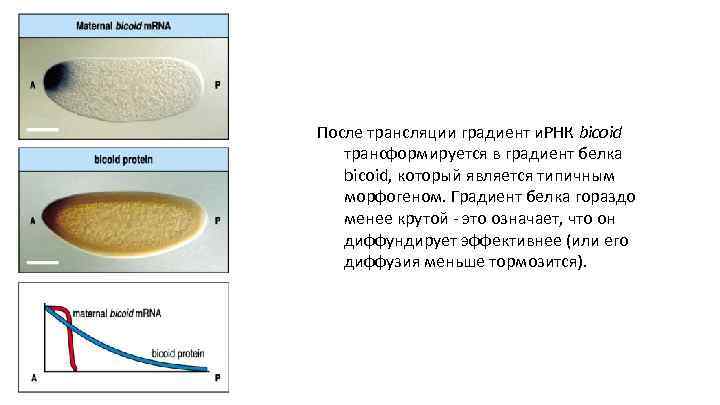 После трансляции градиент и. РНК bicoid трансформируется в градиент белка bicoid, который является типичным