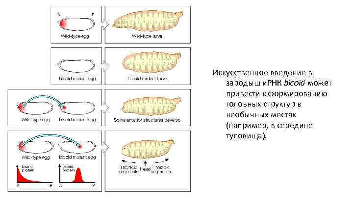 Искусственное введение в зародыш и. РНК bicoid может привести к формированию головных структур в