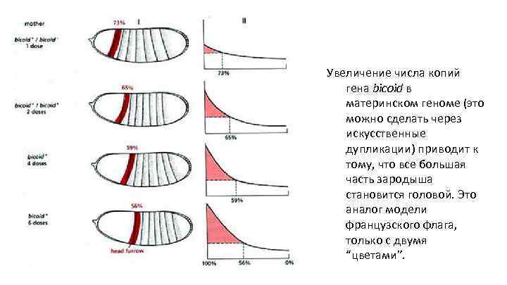 Увеличение числа копий гена bicoid в материнском геноме (это можно сделать через искусственные дупликации)