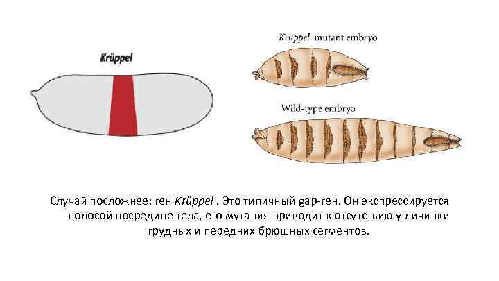 Случай посложнее: ген Krüppel. Это типичный gap-ген. Он экспрессируется полосой посредине тела, его мутация