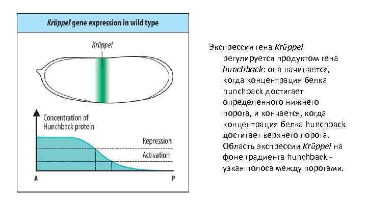 Экспрессия гена Krüppel регулируется продуктом гена hunchback: она начинается, когда концентрация белка hunchback достигает