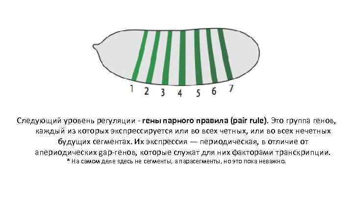 Следующий уровень регуляции - гены парного правила (pair rule). Это группа генов, каждый из