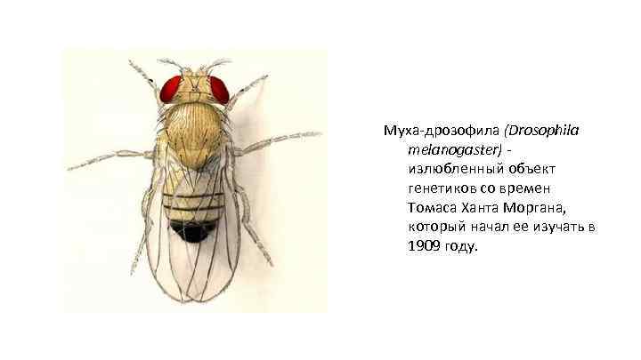 Муха-дрозофила (Drosophila melanogaster) излюбленный объект генетиков со времен Томаса Ханта Моргана, который начал ее