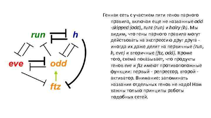 Генная сеть с участием пяти генов парного правила, включая еще не названные odd -skipped