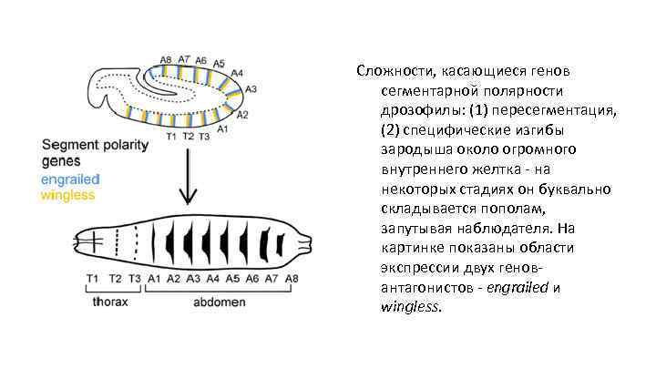 Сложности, касающиеся генов сегментарной полярности дрозофилы: (1) пересегментация, (2) специфические изгибы зародыша около огромного