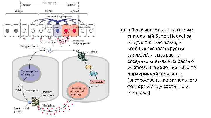 Как обеспечивается антагонизм: сигнальный белок Hedgehog выделяется клетками, в которых экспрессируется engrailed, и вызывает