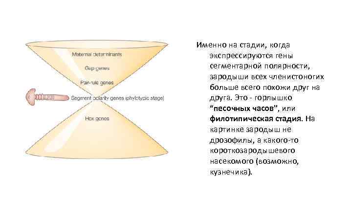 Именно на стадии, когда экспрессируются гены сегментарной полярности, зародыши всех членистоногих больше всего похожи