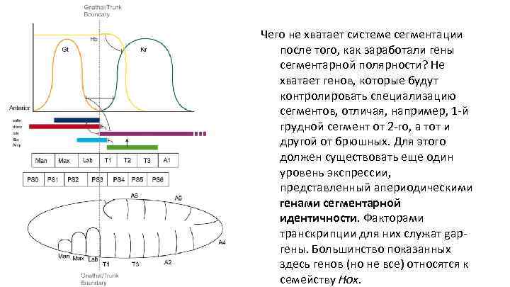 Чего не хватает системе сегментации после того, как заработали гены сегментарной полярности? Не хватает