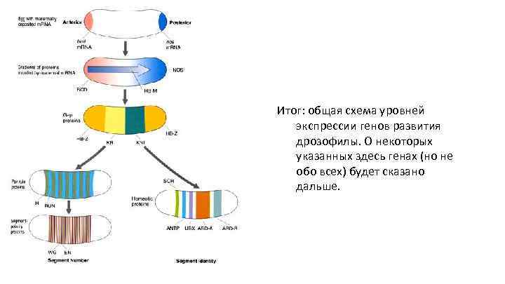 Ген развития