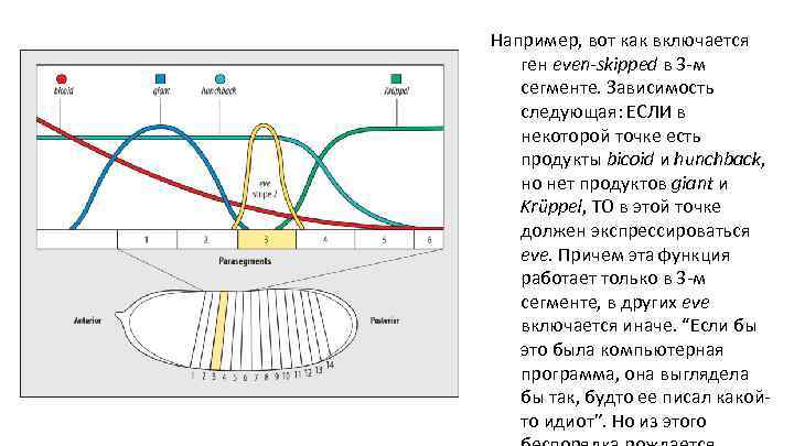 Например, вот как включается ген even-skipped в 3 -м сегменте. Зависимость следующая: ЕСЛИ в