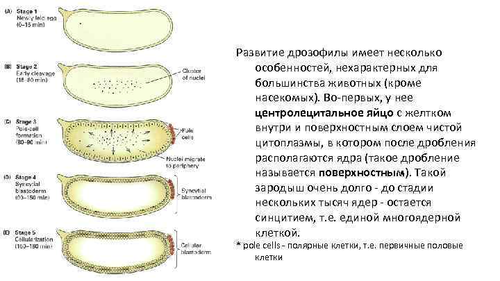 Развитие дрозофилы имеет несколько особенностей, нехарактерных для большинства животных (кроме насекомых). Во-первых, у нее