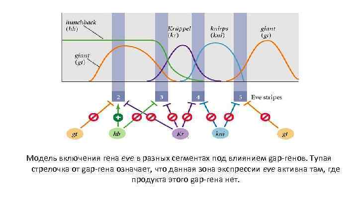 Модель включения гена eve в разных сегментах под влиянием gap-генов. Тупая стрелочка от gap-гена