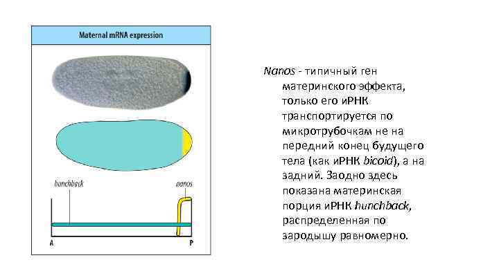 Nanos - типичный ген материнского эффекта, только его и. РНК транспортируется по микротрубочкам не