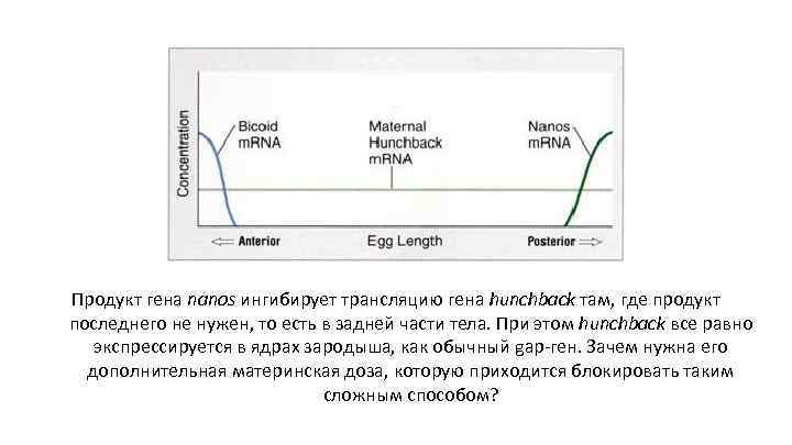 Продукт гена nanos ингибирует трансляцию гена hunchback там, где продукт последнего не нужен, то