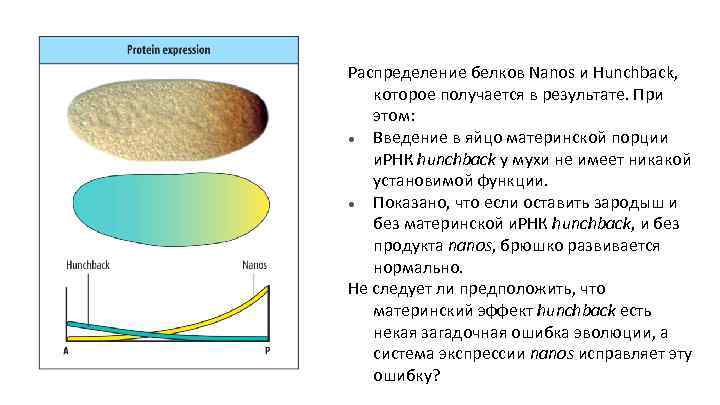 Распределение белков