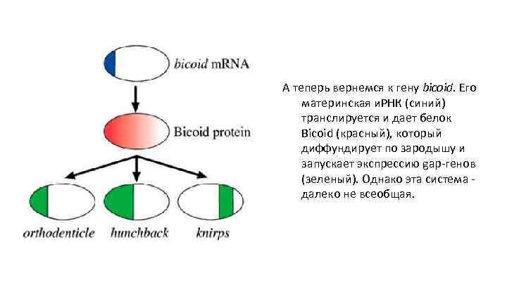 А теперь вернемся к гену bicoid. Его материнская и. РНК (синий) транслируется и дает