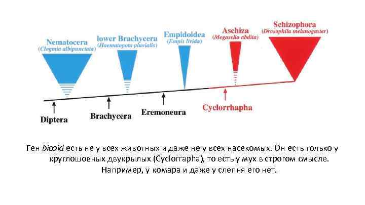 Ген bicoid есть не у всех животных и даже не у всех насекомых. Он