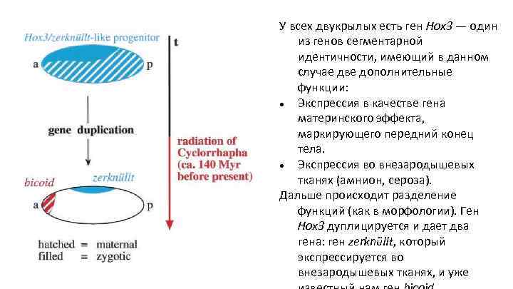 У всех двукрылых есть ген Hox 3 — один из генов сегментарной идентичности, имеющий