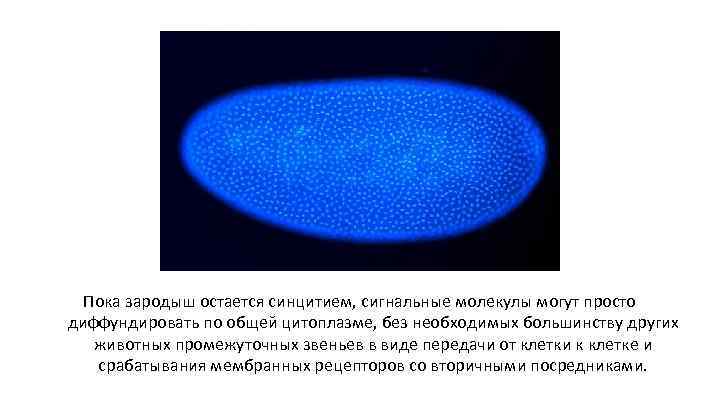 Пока зародыш остается синцитием, сигнальные молекулы могут просто диффундировать по общей цитоплазме, без необходимых