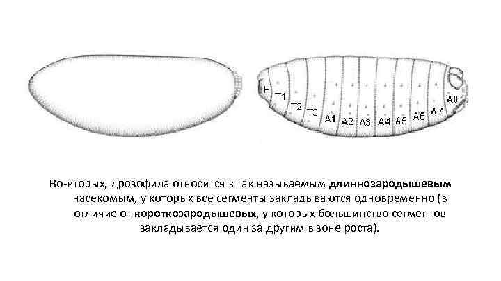 Жизненный цикл дрозофилы