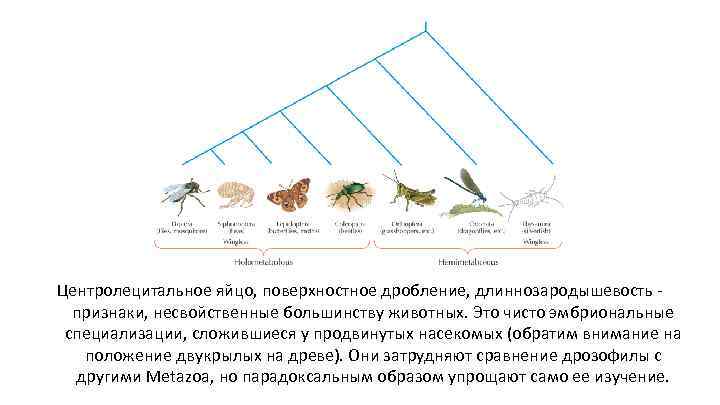 Центролецитальное яйцо, поверхностное дробление, длиннозародышевость признаки, несвойственные большинству животных. Это чисто эмбриональные специализации, сложившиеся