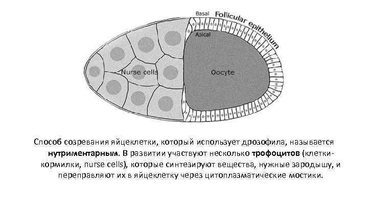 Способ созревания яйцеклетки, который использует дрозофила, называется нутриментарным. В развитии участвуют несколько трофоцитов (клеткикормилки,