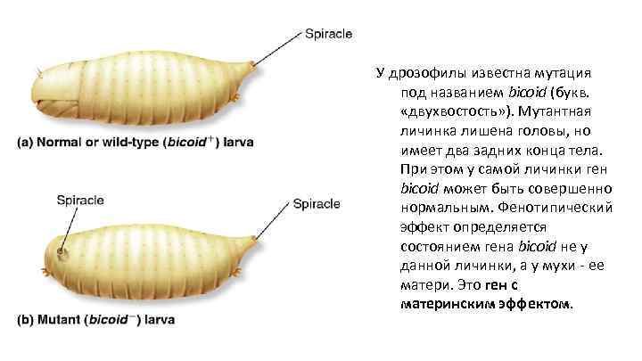 У дрозофилы известна мутация под названием bicoid (букв. «двухвостость» ). Мутантная личинка лишена головы,