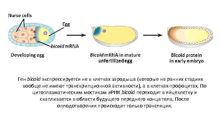 Ген bicoid экспрессируется не в клетках зародыша (которые на ранних стадиях вообще не имеют