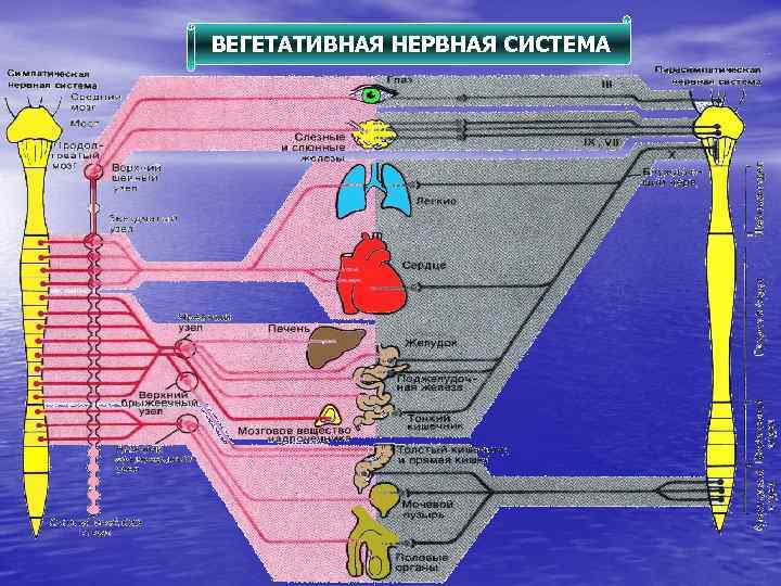ВЕГЕТАТИВНАЯ НЕРВНАЯ СИСТЕМА 