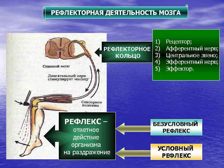 РЕФЛЕКТОРНАЯ ДЕЯТЕЛЬНОСТЬ МОЗГА 1) РЕФЛЕКТОРНОЕ 2) 3) КОЛЬЦО 4) 5) РЕФЛЕКС – ответное действие